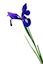 Small iris